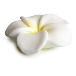 Pokhara Bar Soap 105g “Γαρδένια” – Αρωματικό σαπούνι με άρωμα γαρδένιας για απαλή και φροντισμένη επιδερμίδα